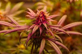 Exploring the Unique Qualities of Fat Bastard Strain Exploring the Unique Qualities of Fat Bastard Strain