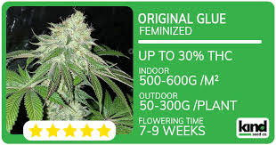 Exploring the Unique Qualities of Fat Bastard Strain Exploring the Unique Qualities of Fat Bastard Strain