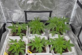 Exploring the Unique Qualities of Fat Bastard Strain Exploring the Unique Qualities of Fat Bastard Strain